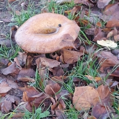 Paxillus involutus