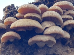 Panellus stipticus