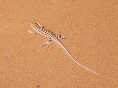 Acanthodactylus boskianus