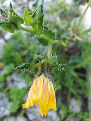 Helminthotheca echioides