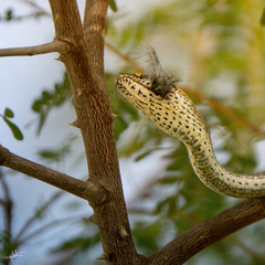 Psammophis schokari