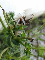 Helminthotheca echioides