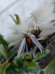 Helminthotheca echioides