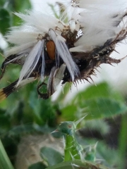 Helminthotheca echioides