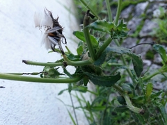 Helminthotheca echioides