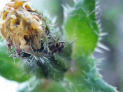 Helminthotheca echioides