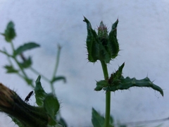 Helminthotheca echioides