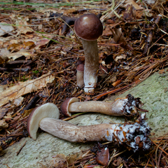Leccinum subgranulosum