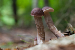 Leccinum subgranulosum