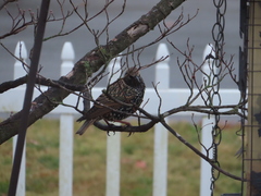 Sturnus vulgaris