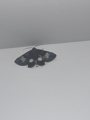 Catephia linteola