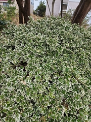 Euonymus japonicus