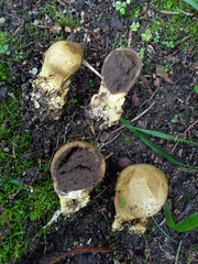 Scleroderma