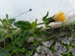 Helminthotheca echioides