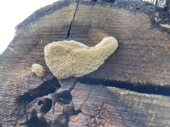 Phellinus pomaceus