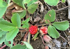 Fragaria virginiana glauca