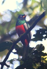 Trogon clathratus