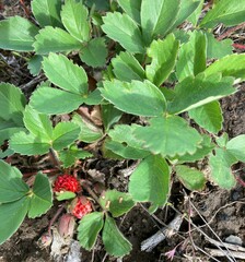 Fragaria virginiana glauca