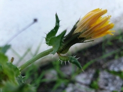 Helminthotheca echioides