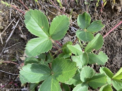 Fragaria virginiana glauca