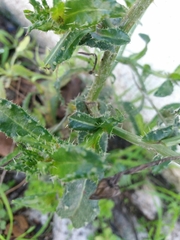 Helminthotheca echioides