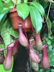 Nepenthes alata × ventricosa