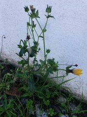 Helminthotheca echioides