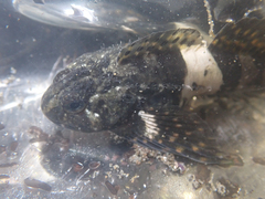Clinocottus globiceps