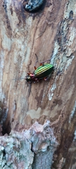 Carabus auronitens