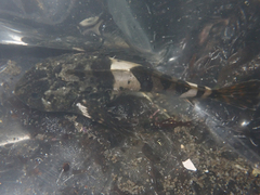 Clinocottus globiceps