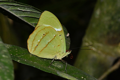 Nessaea obrinus