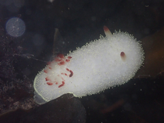 Acanthodoris nanaimoensis