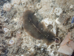 Polycladida