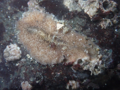 Polycladida