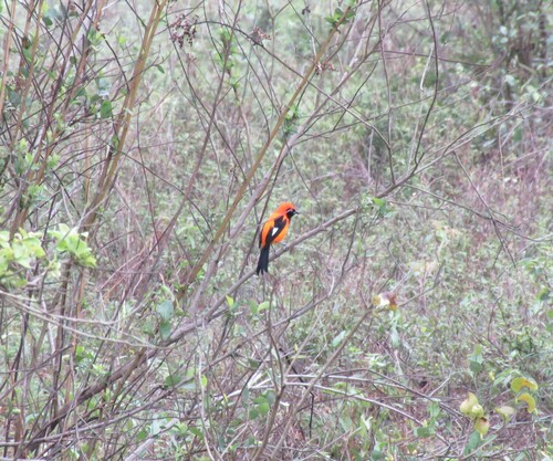 Orange-backed Troupial