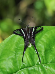 Lamproptera curius