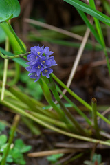Pontederia vaginalis