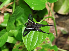 Lamproptera curius