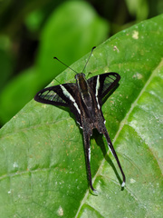 Lamproptera curius