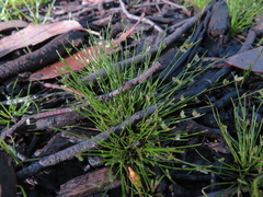 Isolepis levynsiana