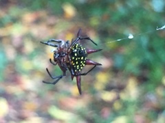 Gasteracantha