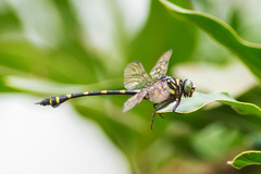 Ictinogomphus decoratus