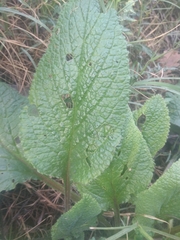 Borago officinalis