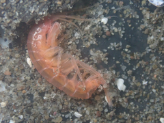 Melitidae
