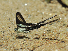 Lamproptera curius