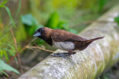 Lonchura leucogastroides