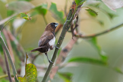 Lonchura leucogastroides