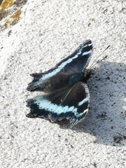 Kaniska canace