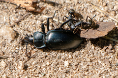 Carabus glabratus