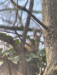 Sciurus vulgaris